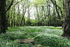 Monk's Walk - the centre after clearing