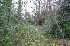 Monk's Walk - the centre before clearing