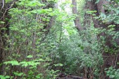 A pathway before being cleared in 2007
