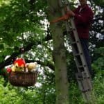 Teddy bears on our famous zip wire ride